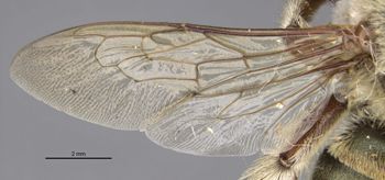 Media type: image;   Entomology 16249 Aspect: wing